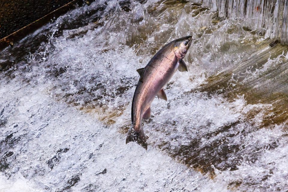 Washington dam removal is controversial but may be the best chance for salmon, earth.com 2019-08-20 https://www.earth.com/news/washington-dam-removal-salmon/