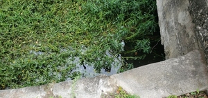 [Plastic bottle in Browns Canal at N. Toombs Street, 2023:05:23 15:50:51, 30.8357190, -83.2830340]