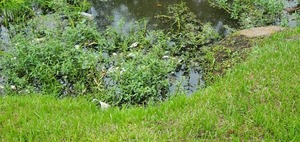 [Trash in Dukes Bay Canal, e. of S. Oak Street, 2023:05:23 16:00:51, 30.8237493, -83.2787199]