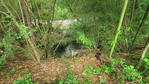 [Outflow, detention pond, Baytree Road into Sugar Creek]