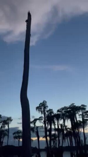 [Movie: Portrait bats flying with Venus --Gee Edwards (1.9M)]
