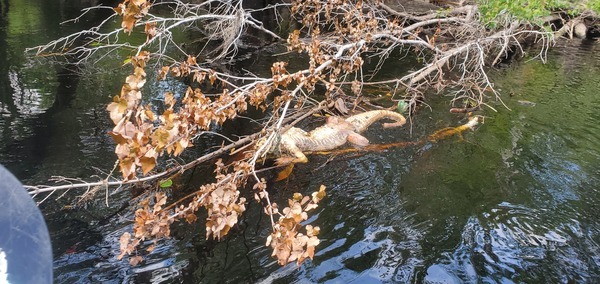 [Dead alligator, 15:19:48, 30.7078140, -82.5314749]