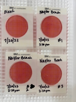 [Plates, Naylor Beach 2023-07-20]