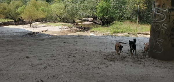 [Dogs on the beach, 2023:08:23 14:17:22, 31.0004739, -83.4565287]