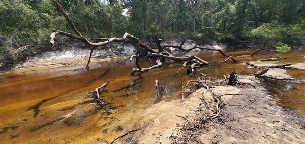 [Downstream beach deadfall, 2023:08:23 14:23:09, 30.9991745, -83.4559399]