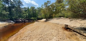 [Context downstream beach deadfall, 2023:08:23 14:22:43, 30.9991745, -83.4559399]