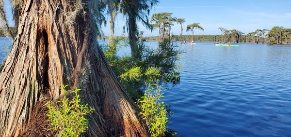 [People paddling past a bat tree]