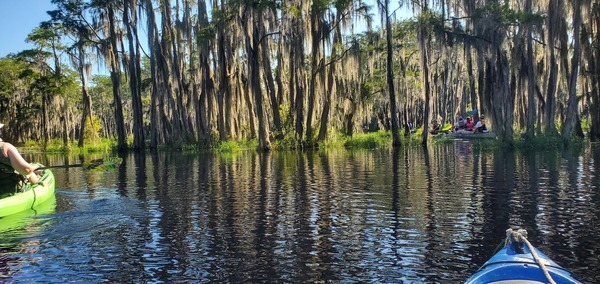 [Line of boats in the cypress]