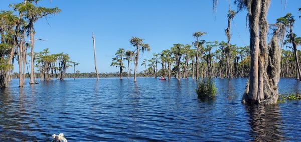 [Old unused bat tree leaning more after Hurricane Idalia]
