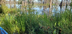 [Grasses to Banks Lake]