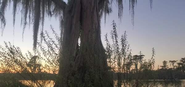 [Movie: Bats in a bat tree (31M)]