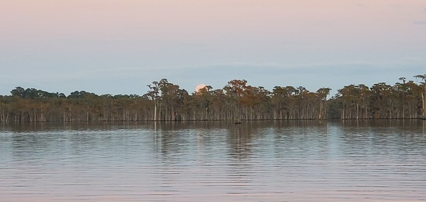 [Moon topping cypress trees]