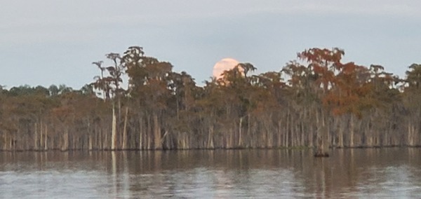 [Suwannee Riverkeeper at a bat tree]