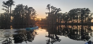 [Twllight cypress]