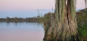 [Bat tree cleft]