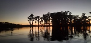 [Gloaming cypress]