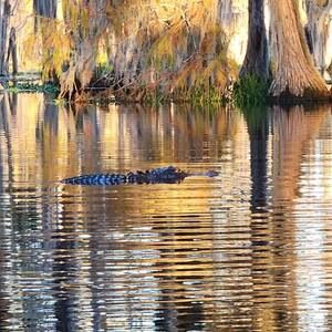 [Gator --Elizabeth Brunner]
