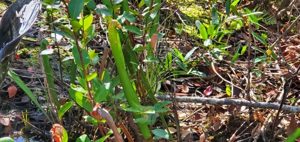 [Pitcher plants, 14:48:08, 30.8625505, -82.2728964]