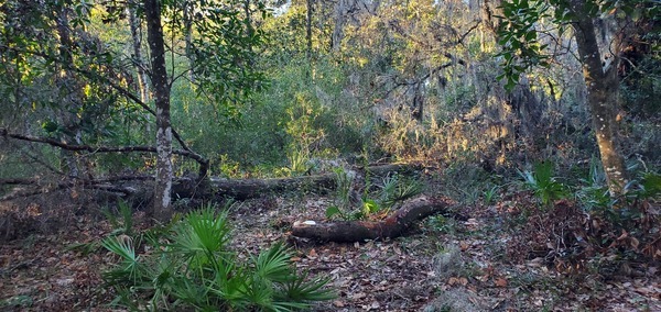 Deadfalls, 17:25:42, 30.8553256, -82.2683136