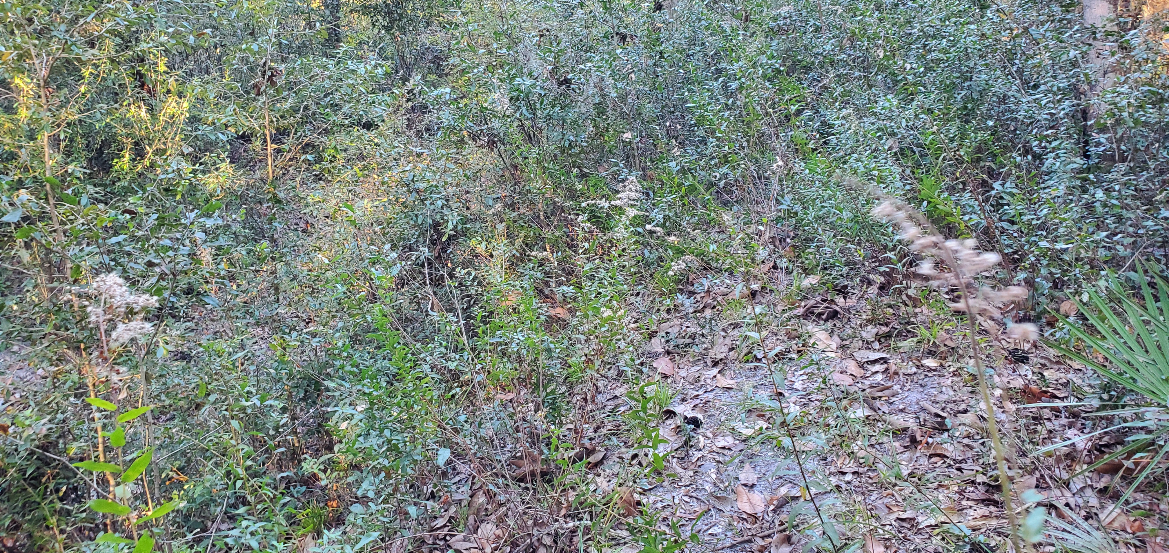 Undergrowth, 17:24:52, 30.8553256, -82.2683136