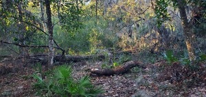 [Deadfalls, 17:25:42, 30.8553256, -82.2683136]