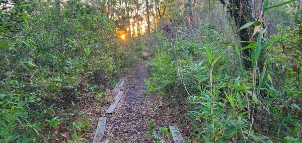 [Sunrise on trail from south landing to cabin, 06:59:26, 30.8566973, -82.2653813]