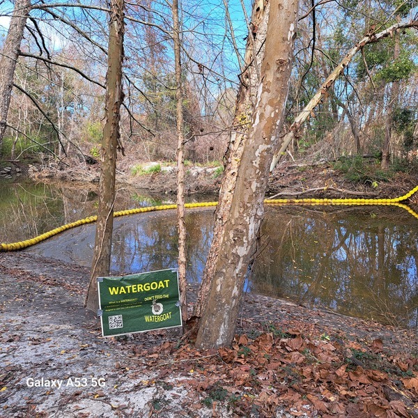 [Sugar Creek, Withlacoochee River @ Gornto Road 2023-12-27]
