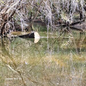 [Two Mile Branch @ Sugar Creek, Withlacoochee River @ Gornto Road 2023-12-27]