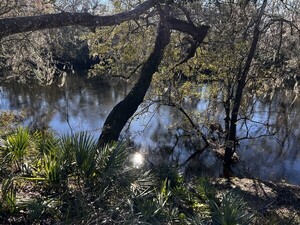 [More Holly Point, Withlacoochee River 2023-12-28]