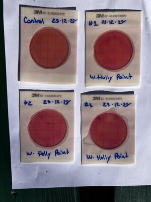[Plates, Holly Point, Withlacoochee River 2023-12-28]