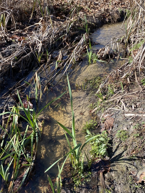 [Alapaha Settlement Pond Stream, Alapaha River @ US 82 2024-01-04]