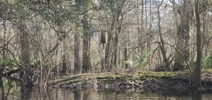 [Entrance to slough by old duck box, 13:29:25, 30.8723393, -83.3242186]