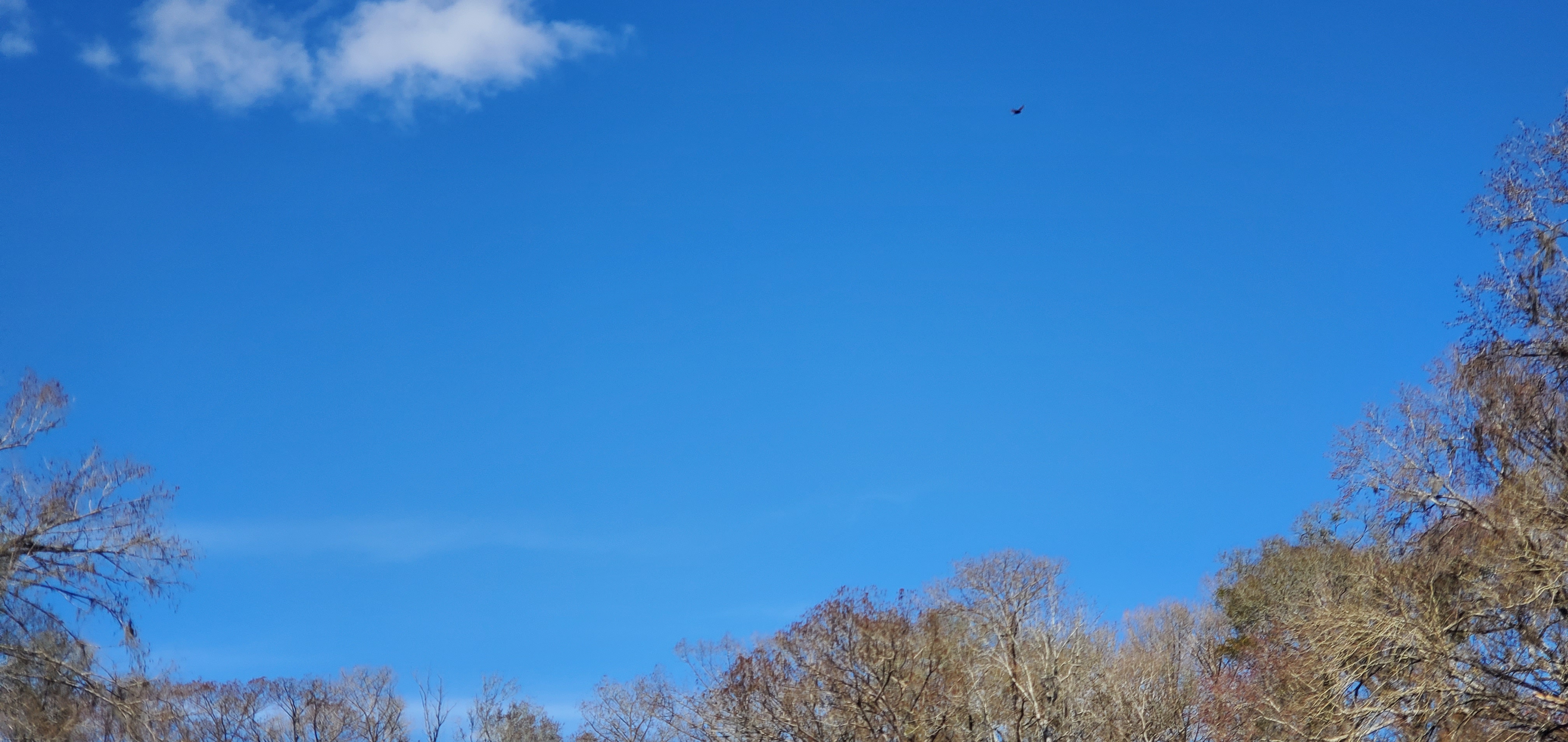 Buzzards, 14:34:29, 29.8394099, -82.7047127