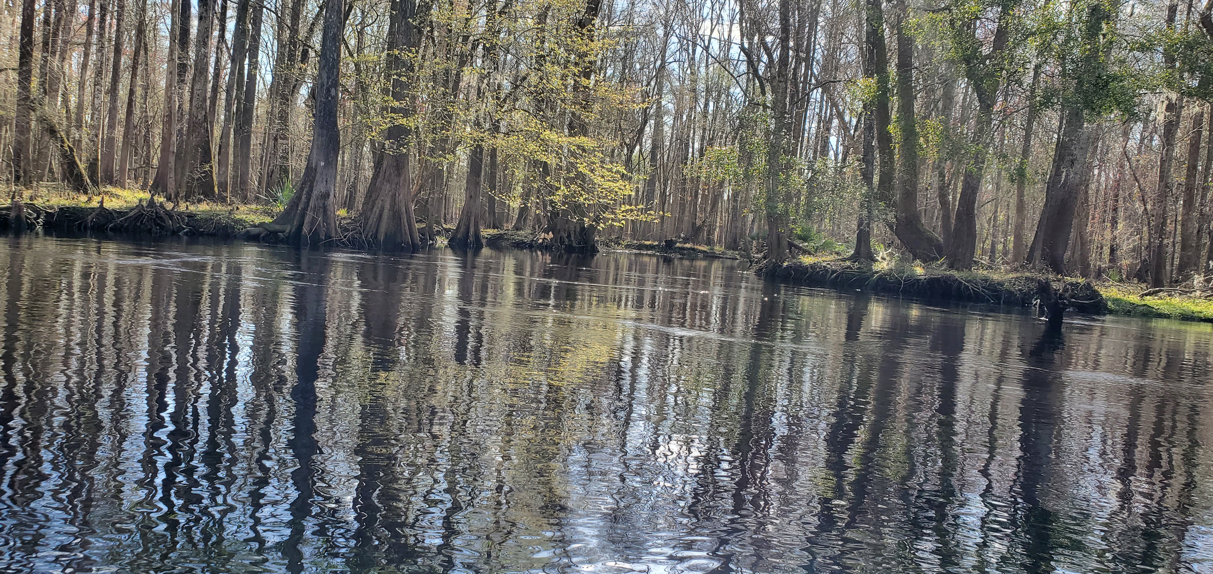 Siphon Creek Rise, 1st mag., aka Whynameit Spring, 15:35:28, 29.8563411, -82.7329566