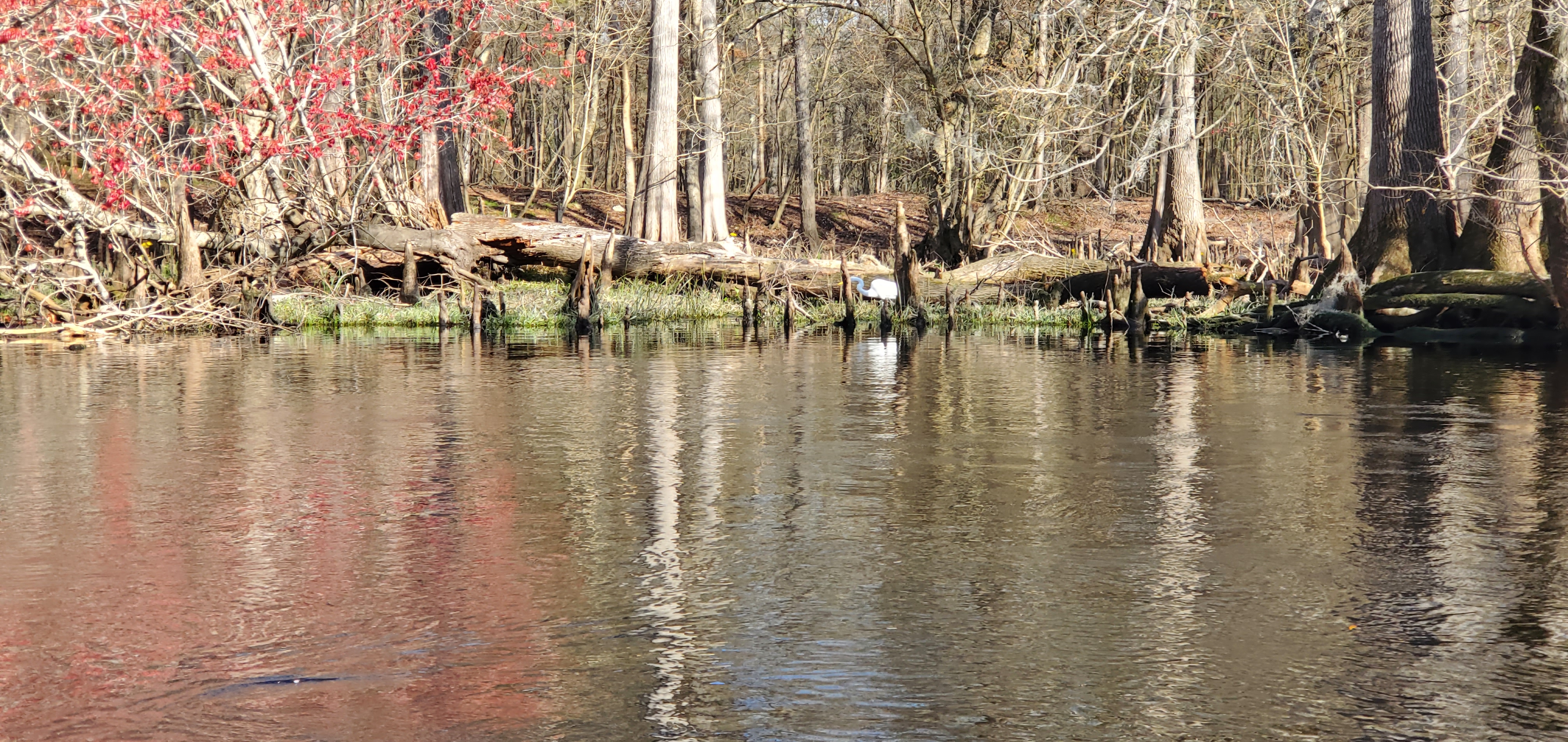 Great white ibis, 15:44:25, 29.8612249, -82.7363801