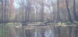 [Movie: Turtle heaven at Gilchrist Blue Spring, 29.8327616, -82.6817943 (9.8M)]