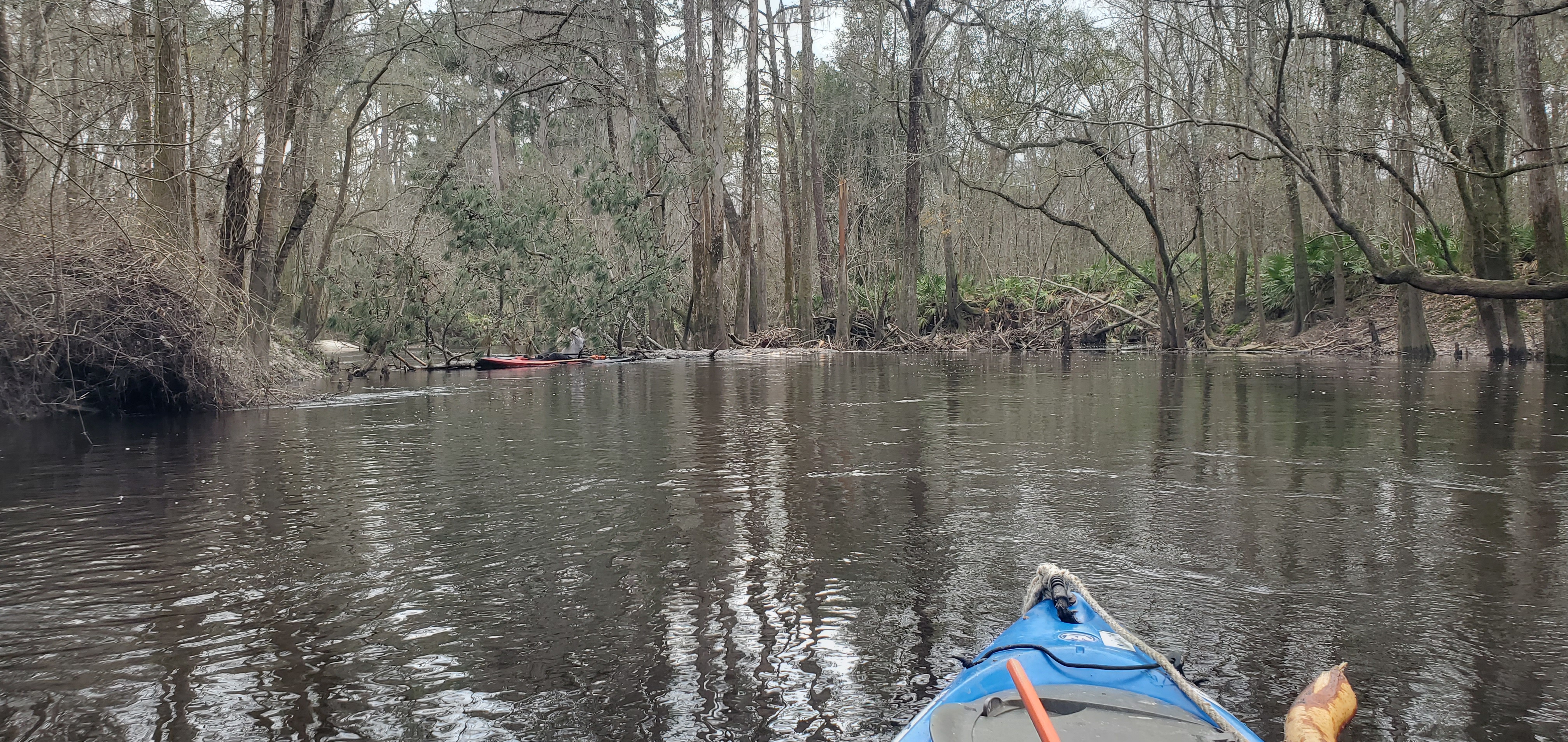 A recent pine deadfall, 12:37:41, 30.8531701, -83.3390689