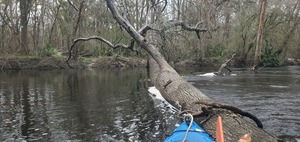 [We can just go under the other end of the YMCA2 Deadfall, 10:36:21, 30.8613811, -83.3234816]