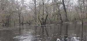[Movie: Trash can on right bank, 11:23:26, 30.8592381, -83.3262130 (3.5M)]