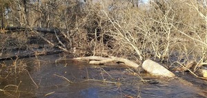 [Sawed up Holland Deadfall, 16:28:59, 30.8591374, -83.3239826]