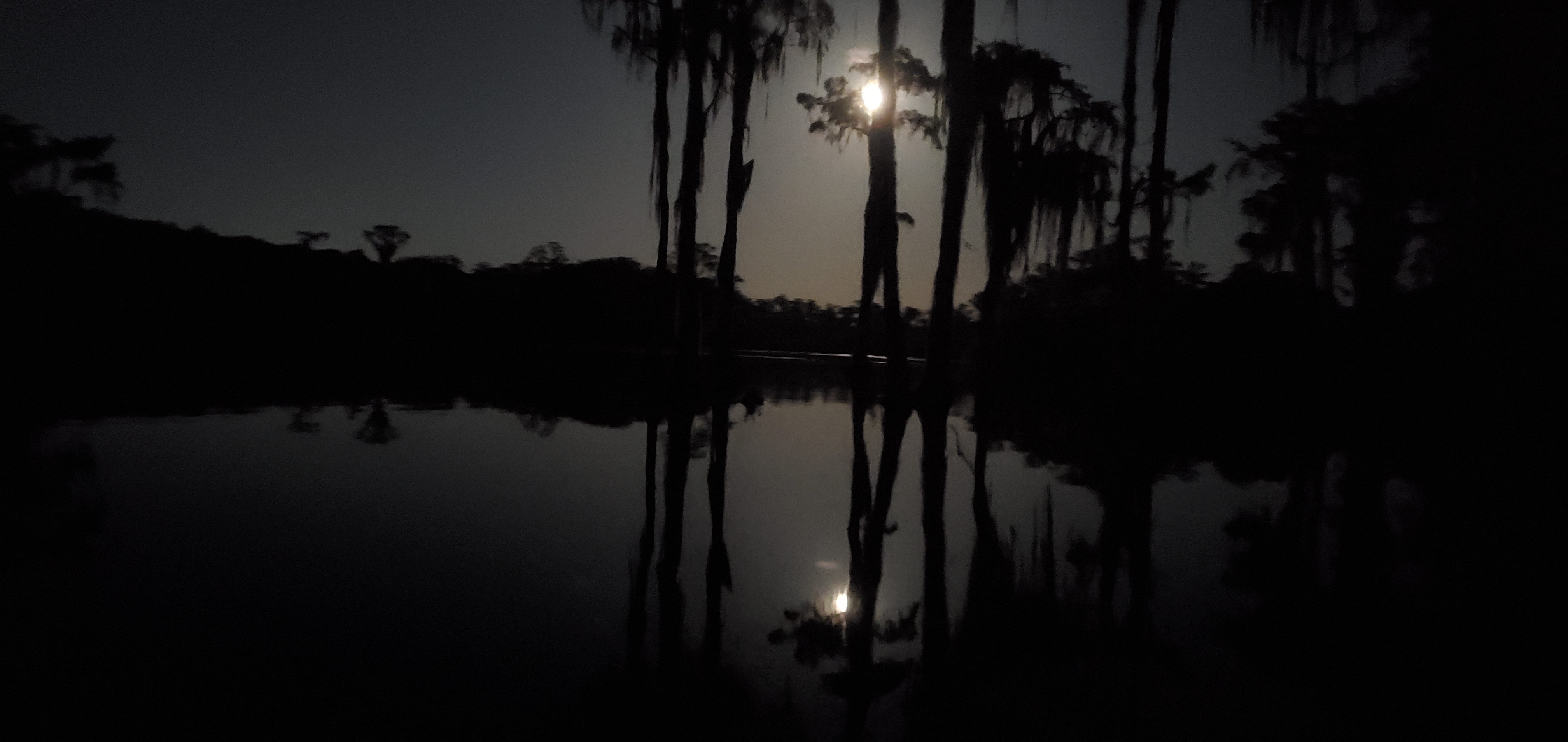 Full moon caught in cypress trees