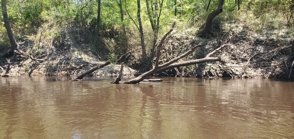 [Tiny branch, left bank, 13:53:42, 30.7355131, -83.0349033]