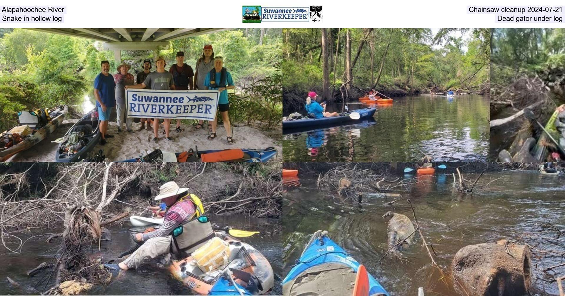 [Alapahoochee River, Chainsaw cleanup 2024-07-21, Snake in hollow log, Dead gator under log]