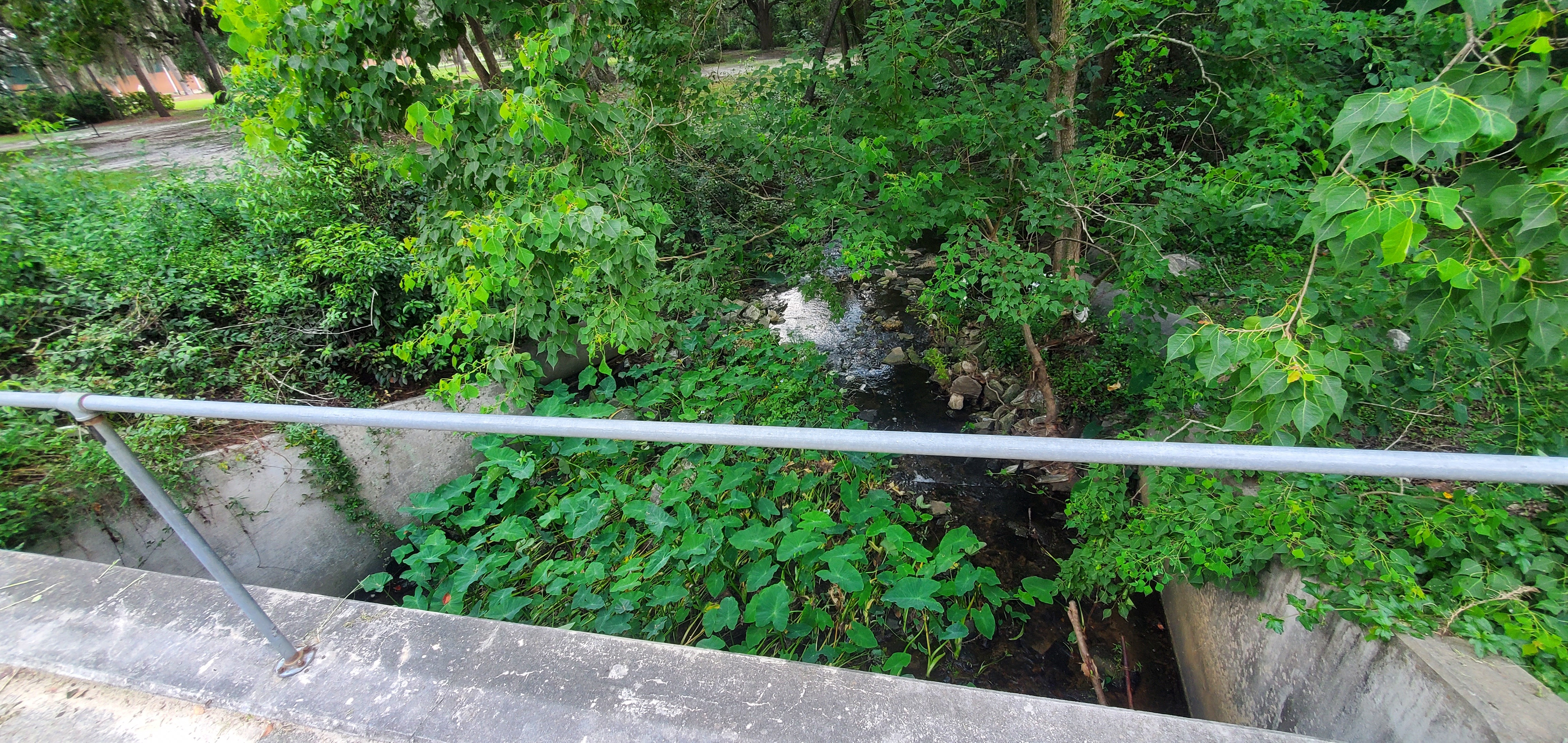 One Mile Branch below Williams Street, 2024:08:01 15:25:45, 30.8474201, -83.2836845