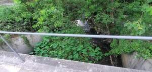 [Movie: One Mile Branch below Williams Street, 2024:08:01 15:25:55, 30.8474201, -83.2836845 (112M)]
