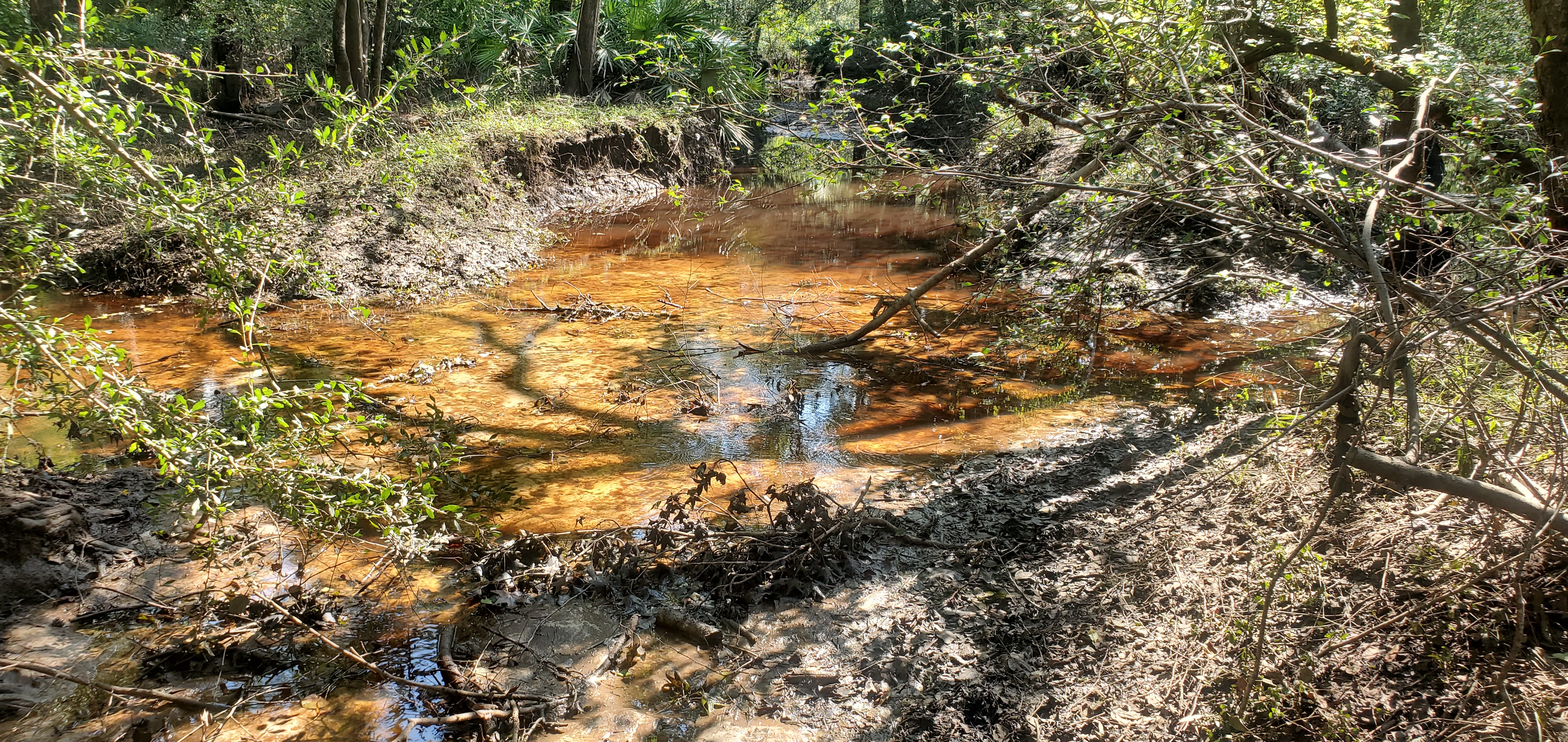 Little River in path to Confluence, 16:41:47, 30.8502027, -83.3480197