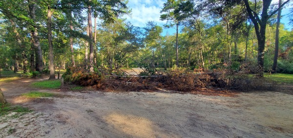 [Deadfall across Langdale Park Boat Ramp entry road, 08:58:17, 30.8865724, -83.3229862]