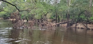 [Pine Deadfall from downstream, 2024:09:14 11:26:08, 30.8363500, -83.3746564]