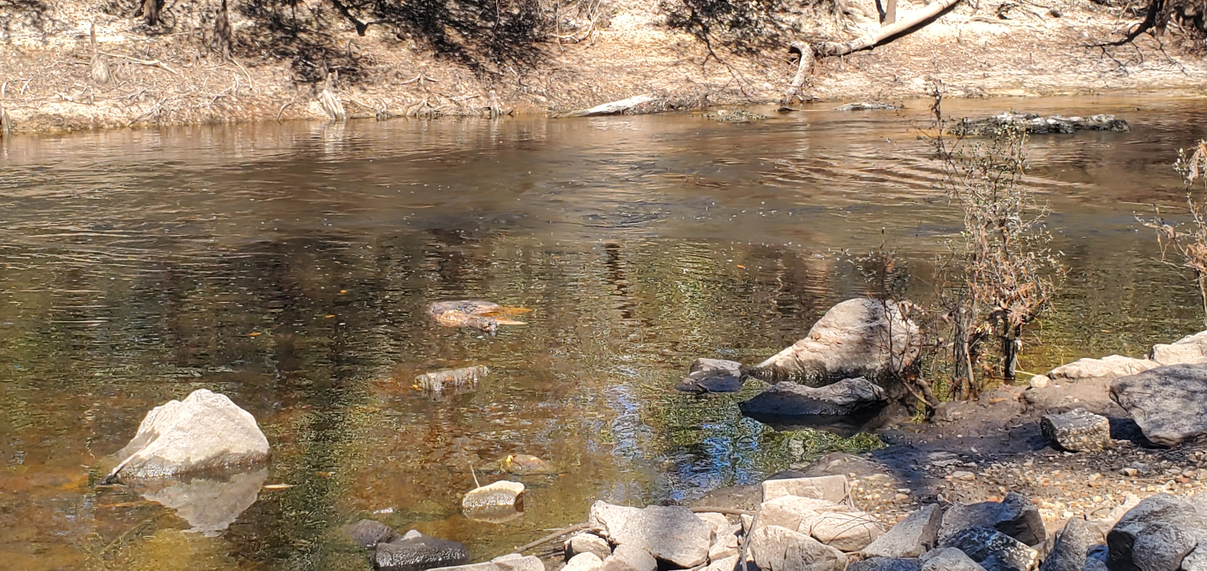 Deer carcass, Little River, just above Troupville Boat Ramp, 11:59:56, 30.8511734, -83.3478250