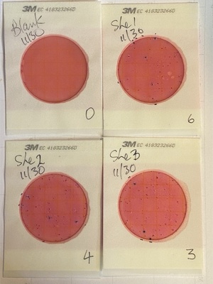 [Plates, Above Sheboggy Boat Ramp, US 82, Alapaha River 2024-11-30]